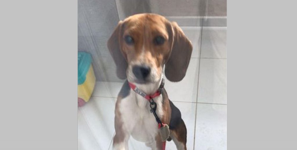 Cachorrinho foi encontrado na Rua Minas Gerais, no Centro