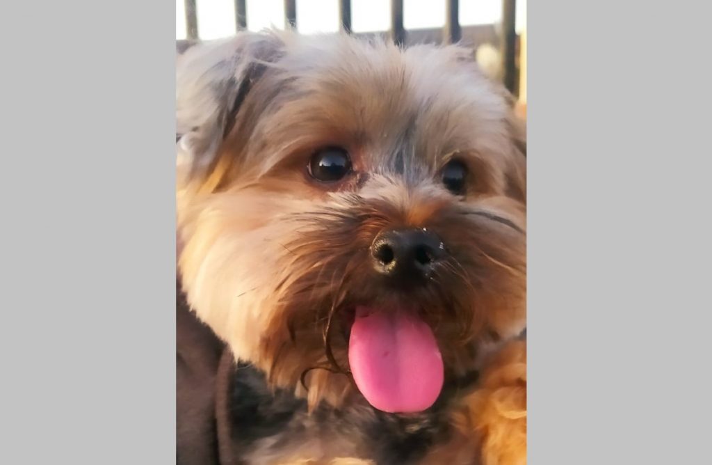 Cãozinho foi encontrado no Bairro Santa Felicidade