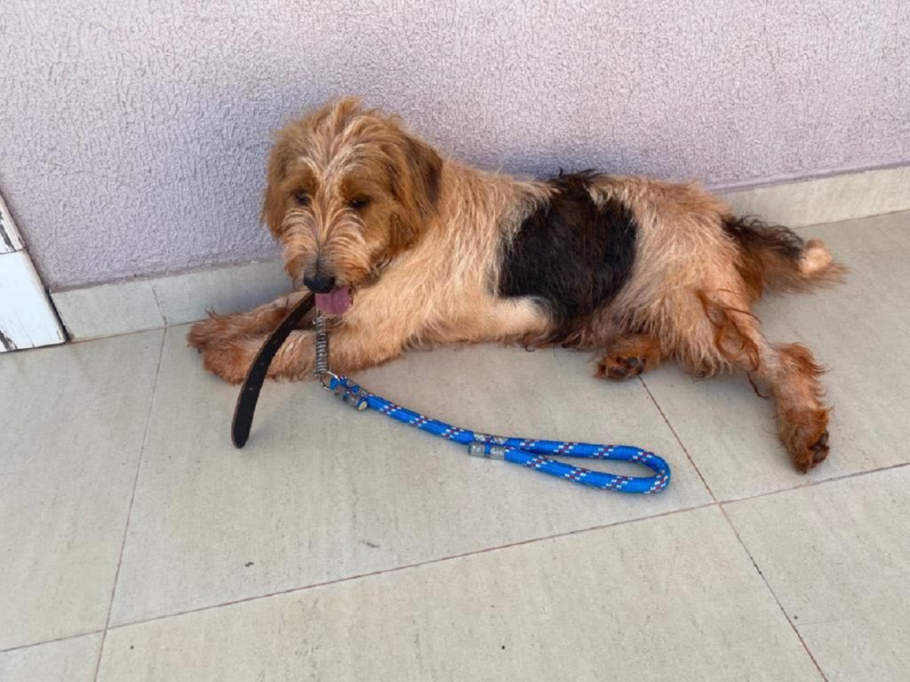 Cachorro foi encontrado próximo ao Parque Vitória