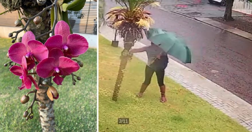 Câmera flagra mulher arrancando flores na Região do Lago