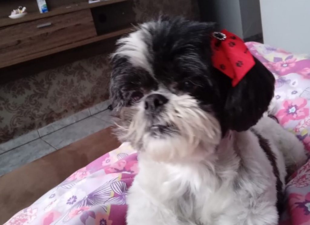 Cachorra Keity desapareceu no bairro Jardim Veneza