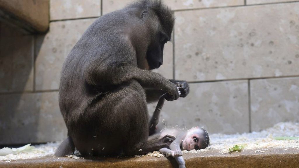 Macaca em luto vela filhote por dois dias em zoológico