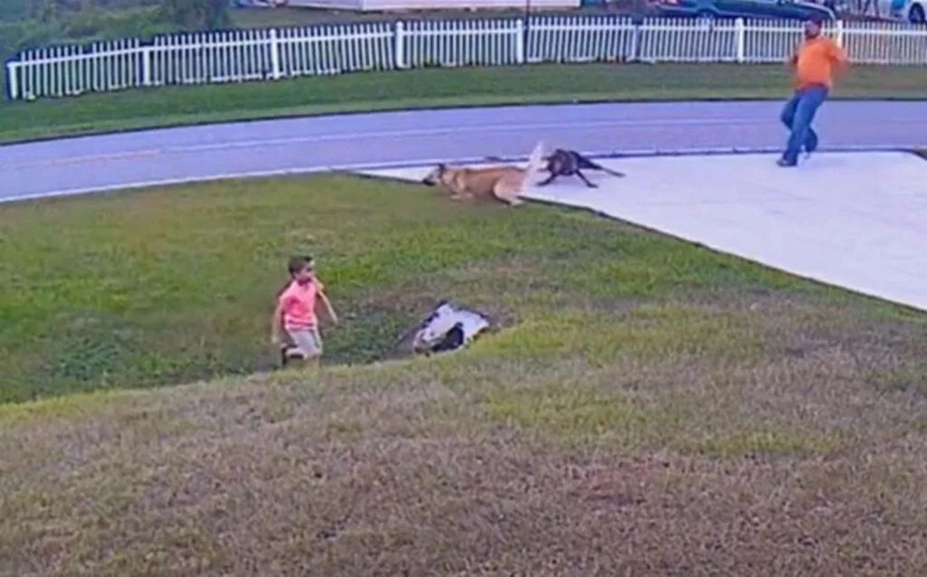 Pastor Alemão salva criança de 6 anos de ataque do cachorro do vizinho