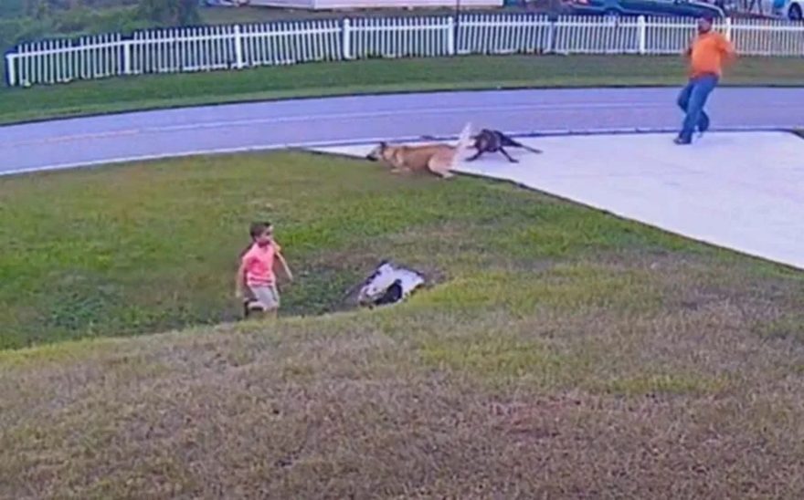 Pastor Alemão salva criança de 6 anos de ataque do cachorro do vizinho