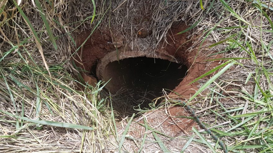 Cavalo fica preso após cair em buraco no Bairro Esmeralda