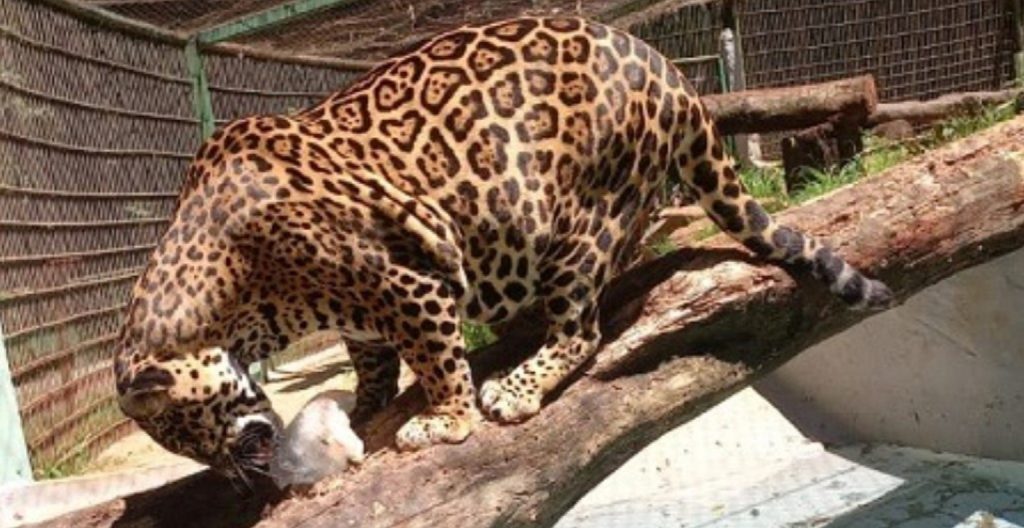 Zoológico prepara refeições geladinhas para refrescar os animais