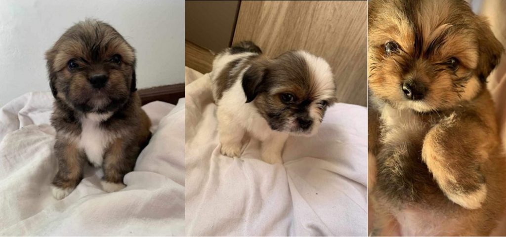 Três filhotes que ainda mamam sumiram no São Cristóvão
