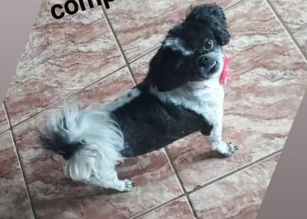 Cachorrinha Keity sumiu no Veneza