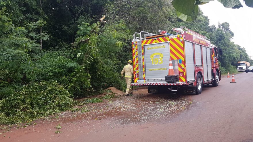 Árvore que estava suspensa sobre a via é cortada pelo Corpo de Bombeiros