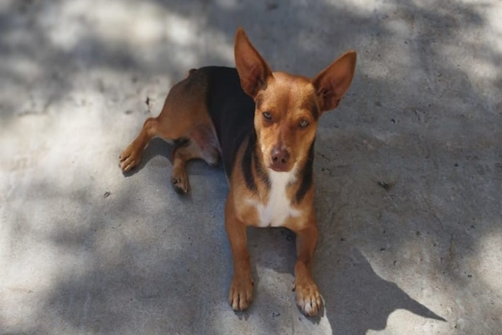 Cão Toddynho desapareceu no Pioneiros Catarinenses