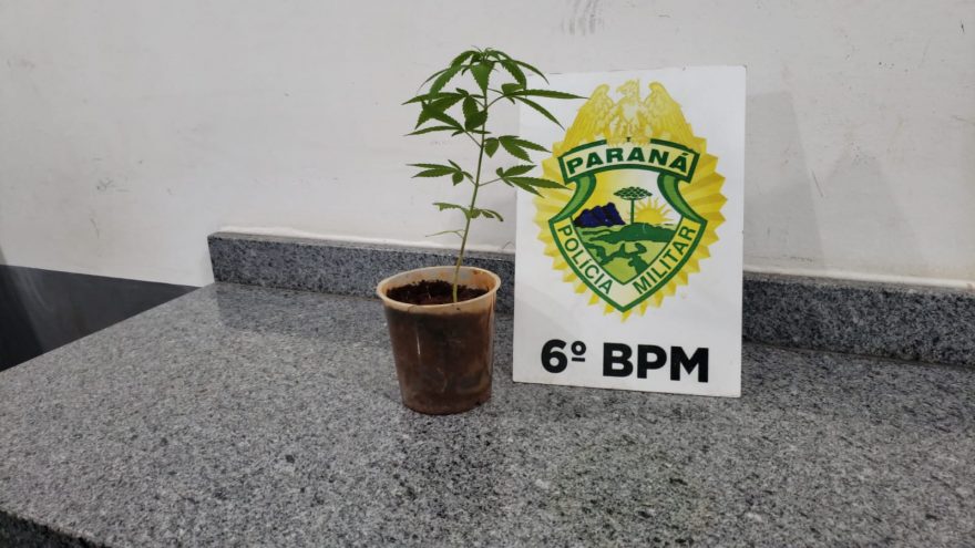 Após filho dedicar bastante tempo a uma planta, mulher desconfia e entrega pé de maconha para a PM