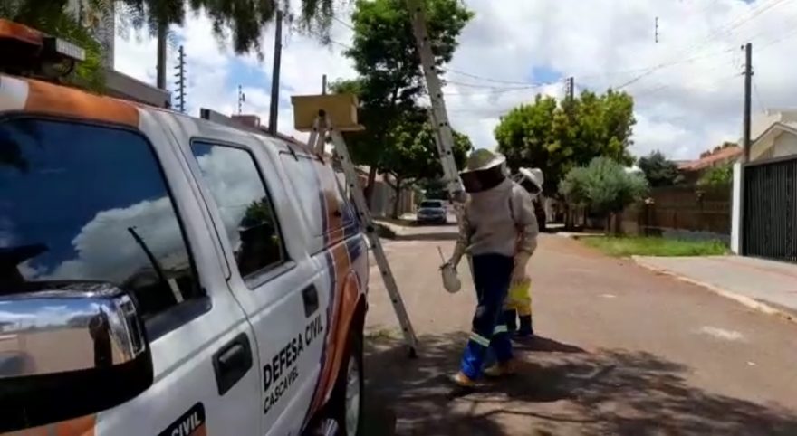 Enxame de abelhas é retirado pela Defesa Civil no Bairro Canadá