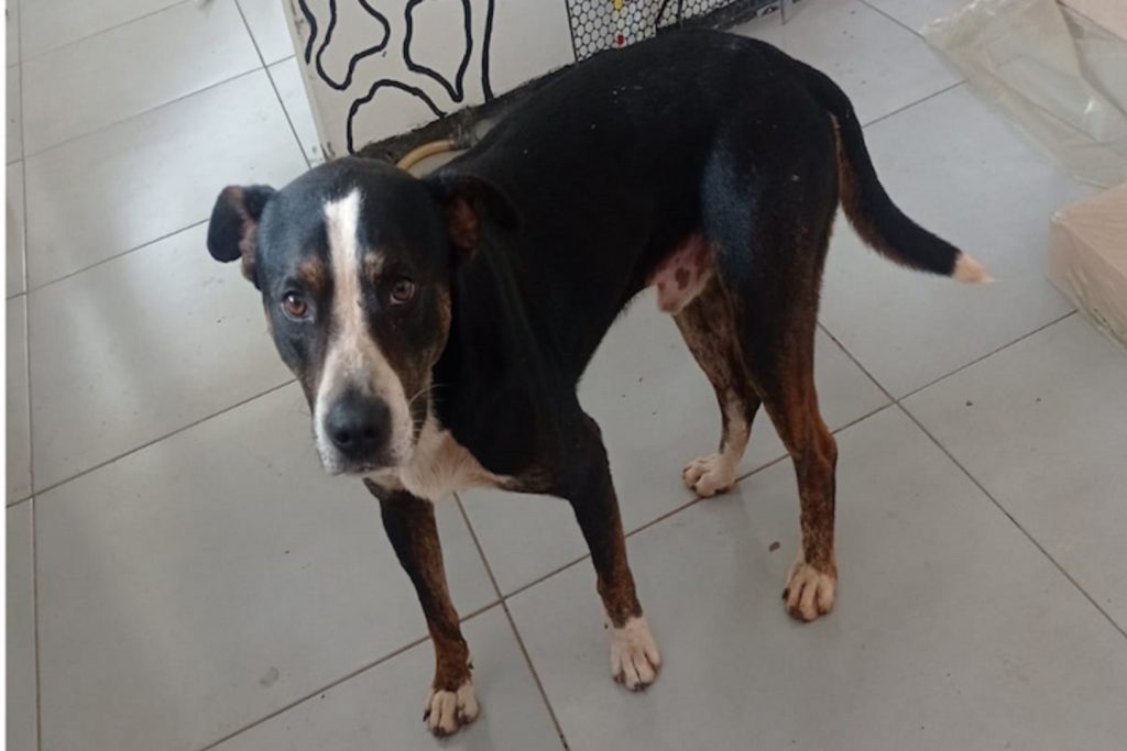 Cachorro é resgatado no Bairro Neva