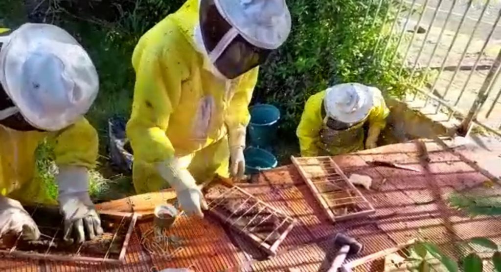 Defesa Civil faz remoção de enxame de abelhas em residência na Rua Souza Naves Defesa Civil faz remoção de enxame de abelhas em residência na Rua Souza Naves