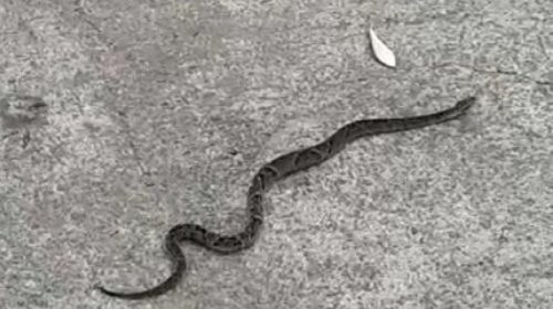 Novo mascote? Cobra Cascavel é encontrada no CT do FC Cascavel Imagem referente a Novo mascote? Cobra Cascavel é encontrada no CT do FC Cascavel