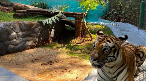 Aniversário de 44 anos do Zoológico de Cascavel terá “bolo” para os animais