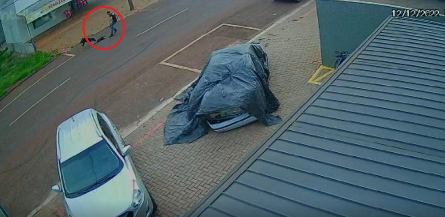 Motorista atropela cachorros e foge sem prestar socorro no Florais; um dos cães não resistiu