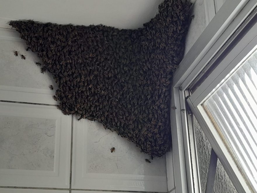 Defesa Civil faz retirada de grande enxame de abelhas