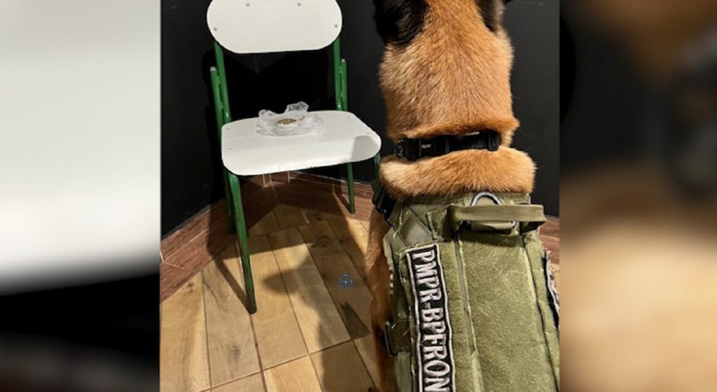 Cão farejador encontra droga com passageiro de ônibus na rodoviária de Toledo