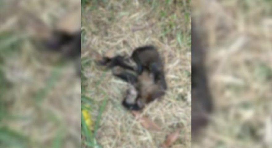 Macaquinho morre após ser atropelado no Bairro Floresta