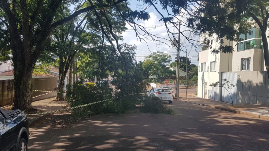 Galho de árvore está pendurado na Rua Tiradentes