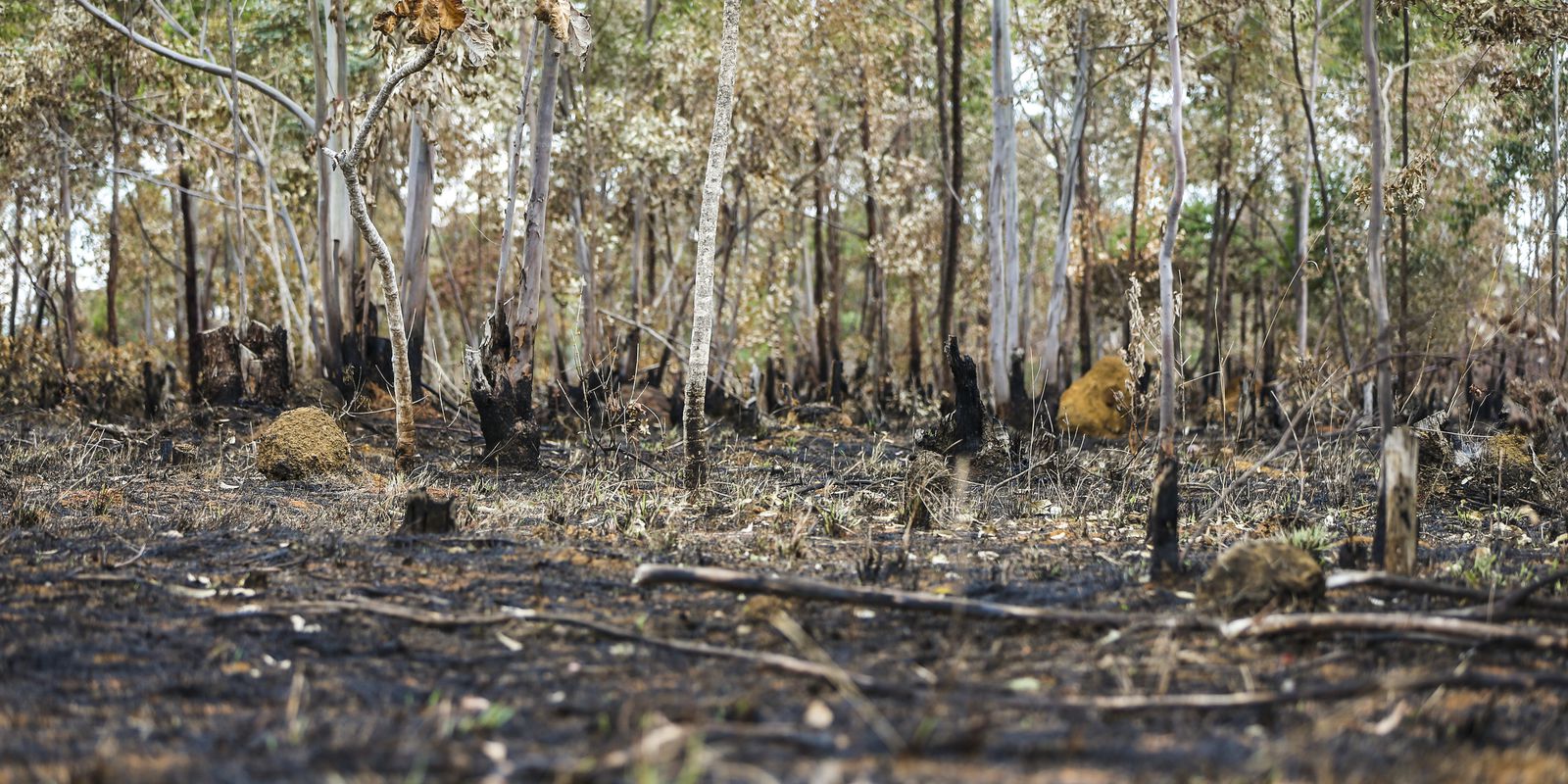 Incêndios florestais aumentam na Amazônia após novo Código Florestal Imagem referente a Incêndios florestais aumentam na Amazônia após novo Código Florestal