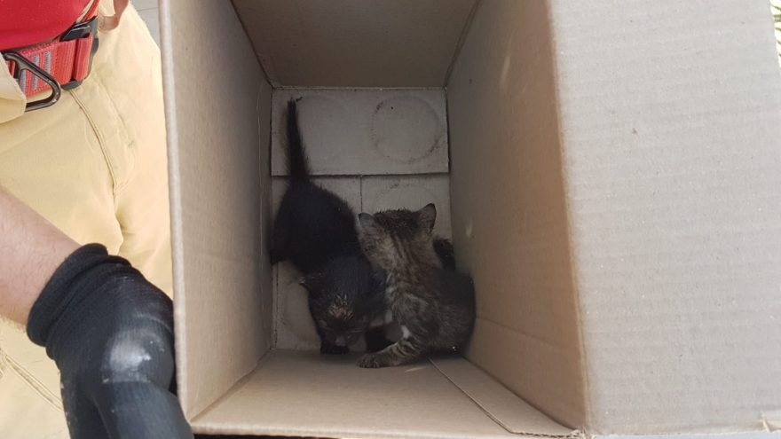 Após serem salvos pelos Bombeiros, gatinhos estão para adoção