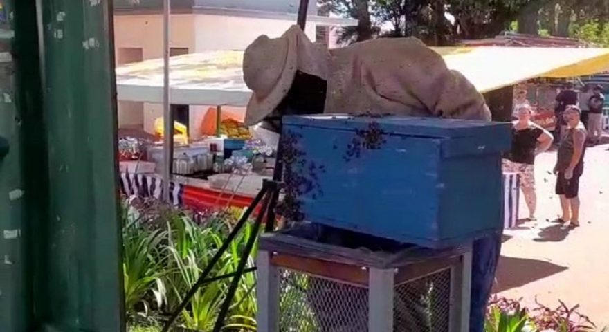 Grande enxame de abelhas é retirado na Feirinha