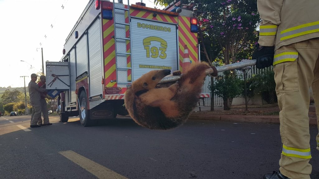Tamanduá é resgatado dentro de canil em residência no Conjunto Riviera