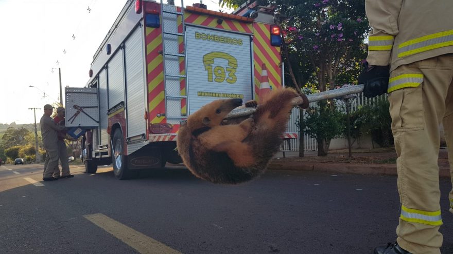 Tamanduá é resgatado dentro de canil em residência no Conjunto Riviera