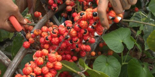 Imagem referente a Produção de guaraná de Maués alia tradição e qualidade na Amazônia