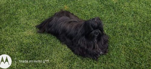 Cachorro Favo desapareceu no bairro Recanto Tropical Imagem referente a Cachorro Favo desapareceu no bairro Recanto Tropical