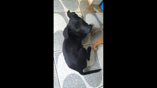 Cachorro Black desapareceu no bairro Brasília Imagem referente a Cachorro Black desapareceu no bairro Brasília