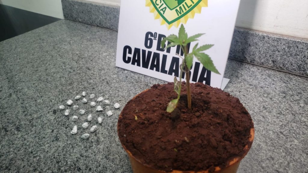 Com pé de maconha e 22 pedras de crack, trio é conduzido para a Delegacia