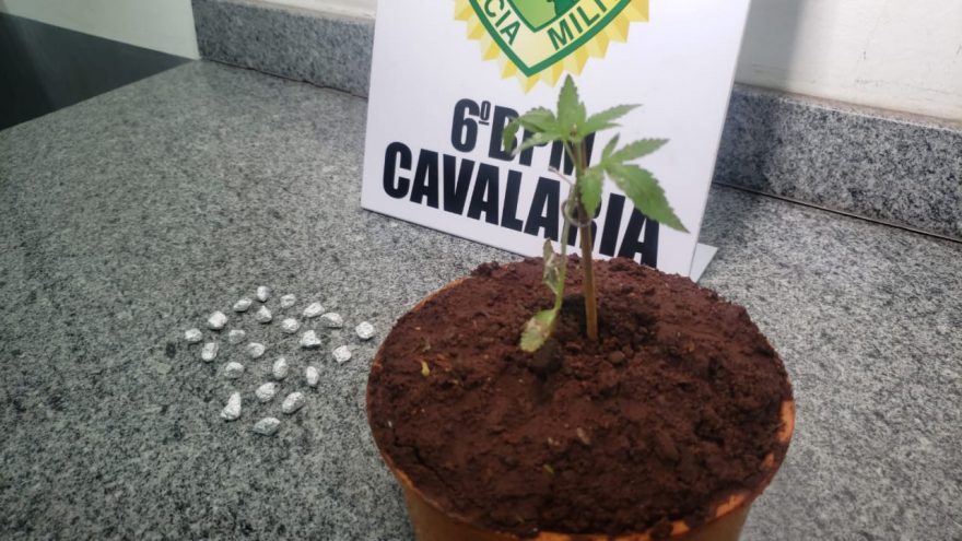Com pé de maconha e 22 pedras de crack, trio é conduzido para a Delegacia