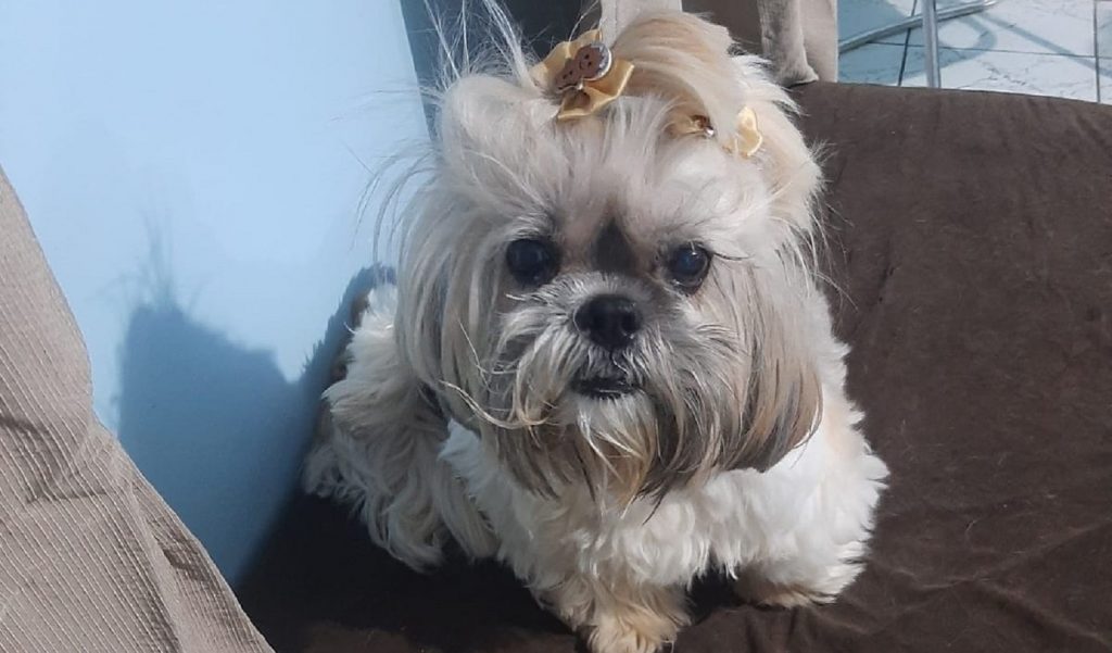 Cachorrinha foi encontrada próximo ao Irani do Parque Verde