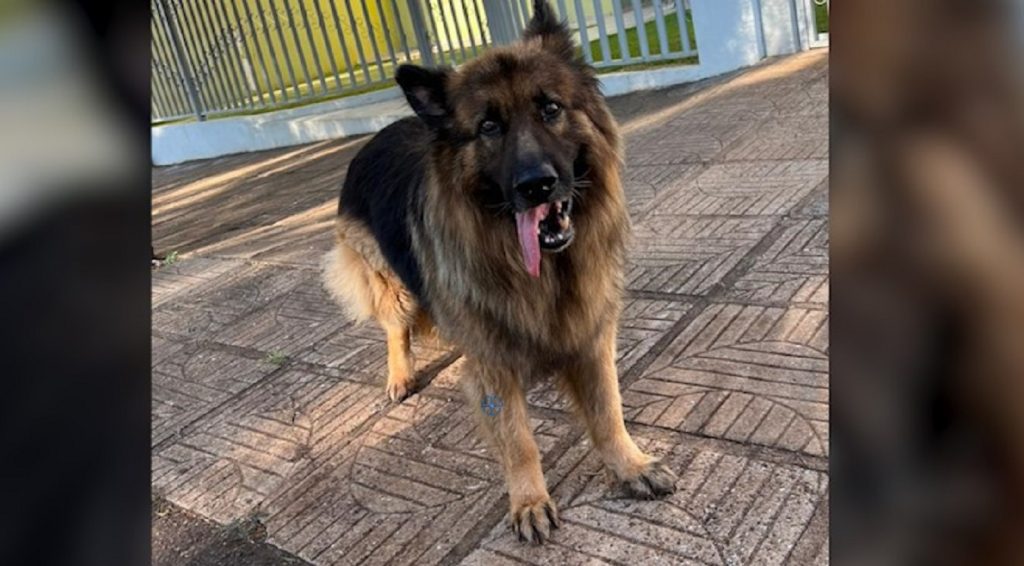 Cachorro foi encontrado no bairro Neva