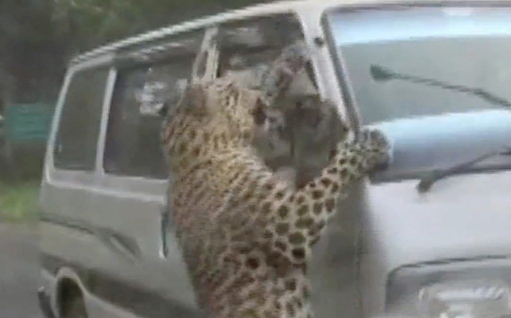 15 pessoas ficam feridas em ataque de leopardo
