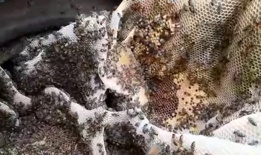 Enxame de abelhas é retirado pela Defesa Civil no Floresta