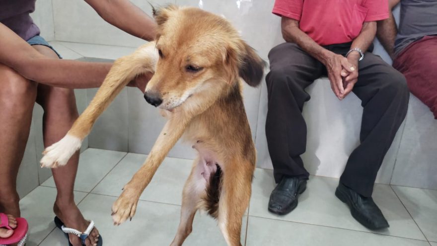 Idoso é preso após estuprar cachorrinha no Morumbi