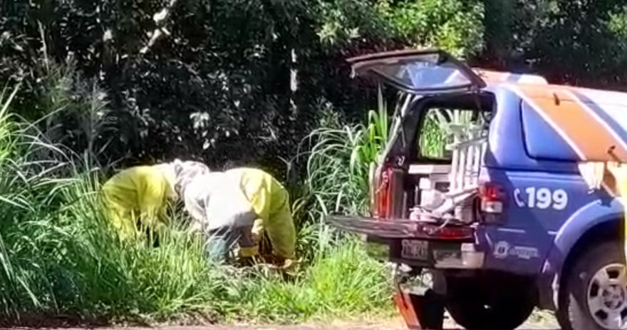 Enxame de abelhas é retirado pela Defesa Civil no Cancelli