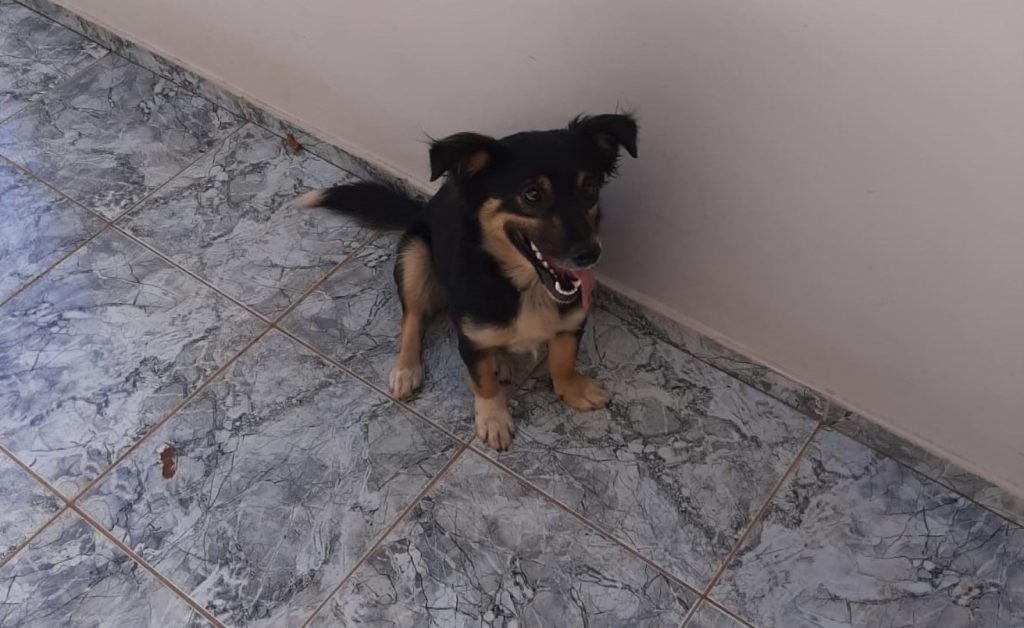 Cachorrinha perdida é resgatada no Nova York, conhece o dono?