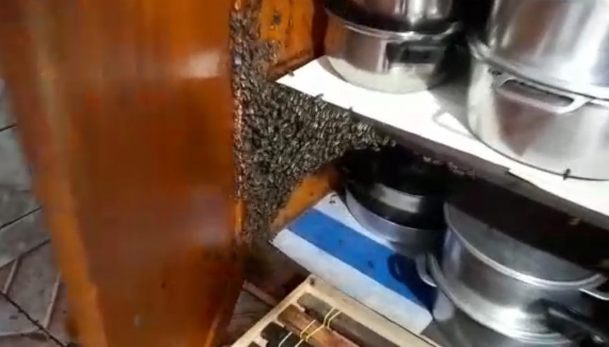 Abelhas invadem armário de pia na Vila Tolentino