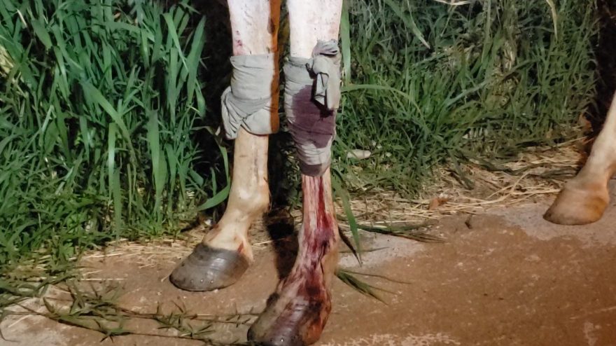 Homem fica ferido ao cair de cavalo no Bairro Cataratas