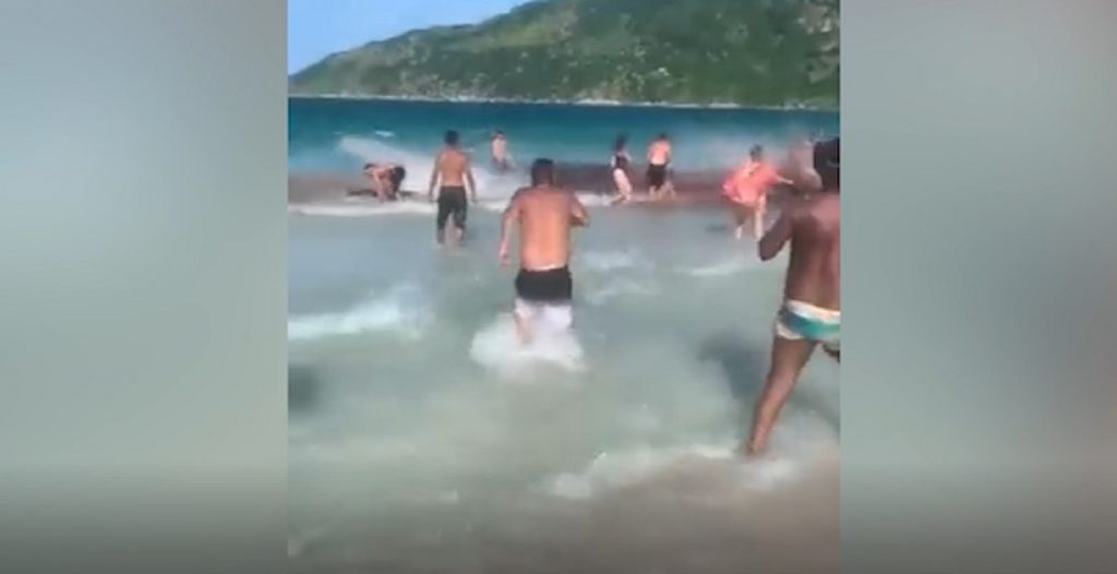 Tubarão, te amo? Banhistas se assustam com baleias em Arraial do Cabo achando que era tubarão