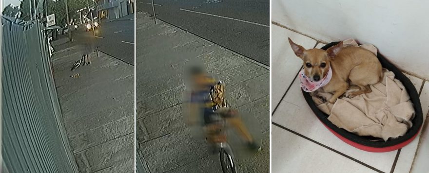 Donos de cachorrinha fazem apelo para recuperar animal que foi resgatado por criança