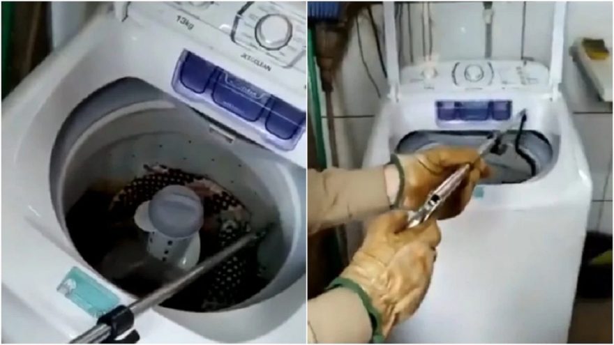 Mulher aciona bombeiros após encontrar jararaca em máquina de lavar roupas