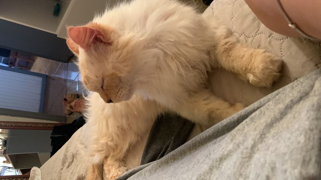 Gato Bartô desapareceu no bairro Country