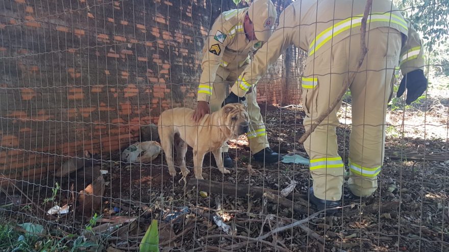 Após ver anúncio na CGN, família resgata Shar-Pei com ajuda dos Bombeiros