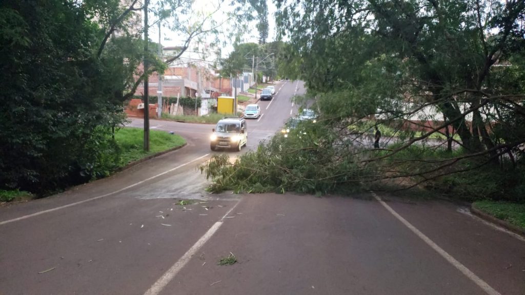 Galho caído interdita parte da via na Rua Voluntários da Pátria, quase esquina com a Londrina